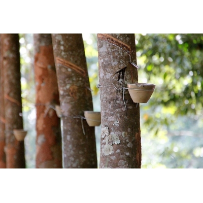 天然橡胶进口报关