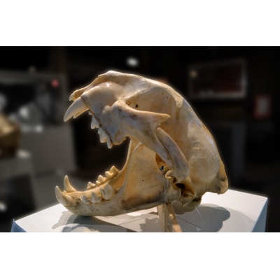 非食用性动物标本&制品：头、角、骨进口报关