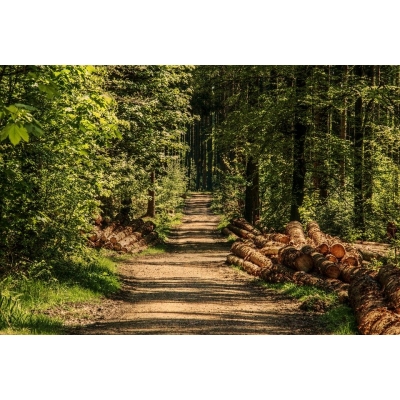 木材进口许可证